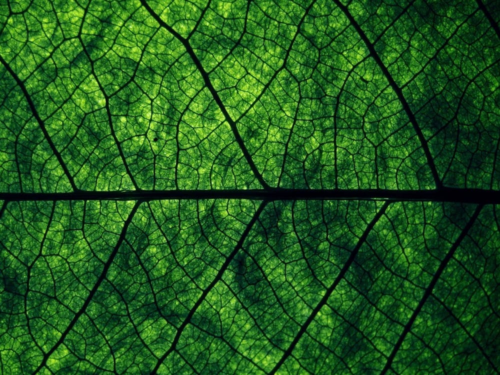Green Leaf