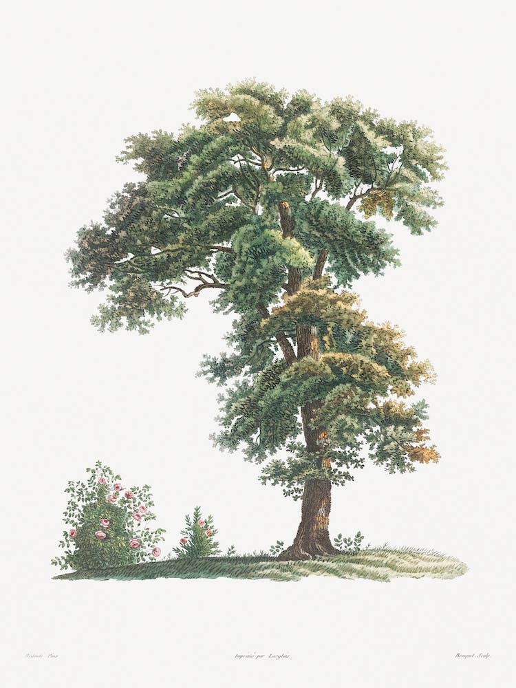 Tree From La Botanique De Jj Rousseau, Pierre Joseph Redouté