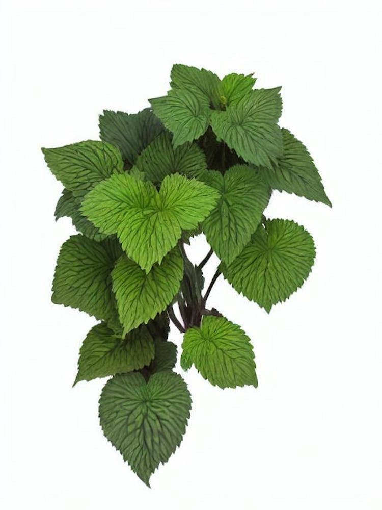 Coleus Plant (Coleus Blumei) Watercolor