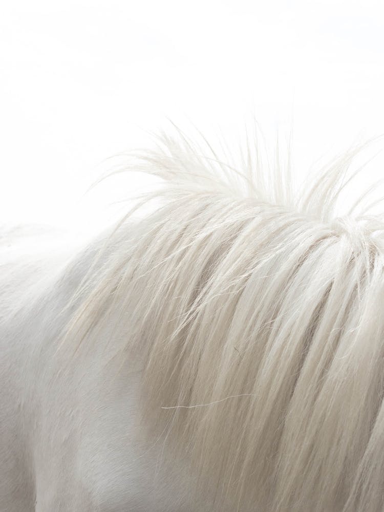White Horse's Mane