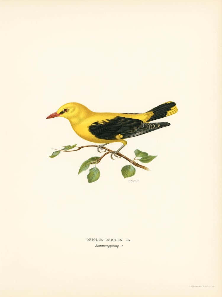 Eurasian Golden Oriole Male (Oriolus Oriolus Bird), The Von Wright Brothers