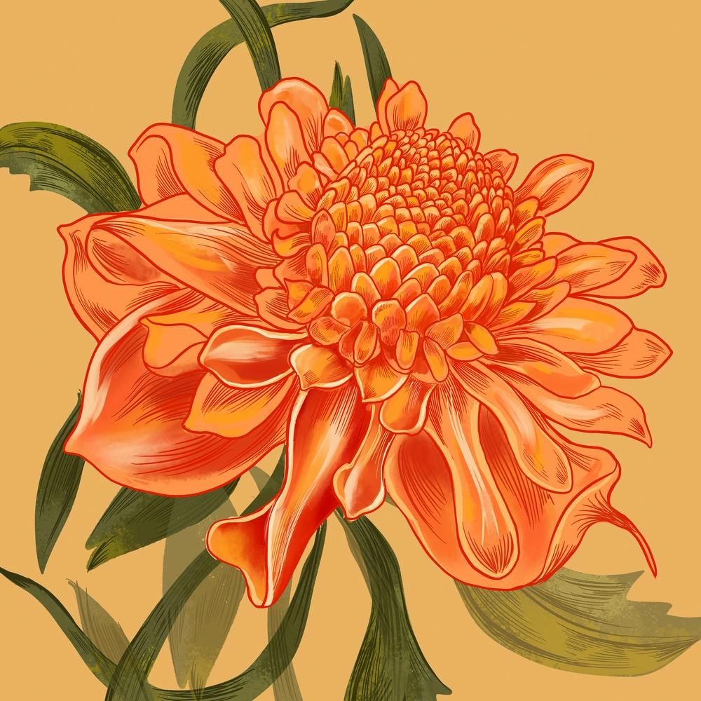 Waratah Orange Detailed Flower Square