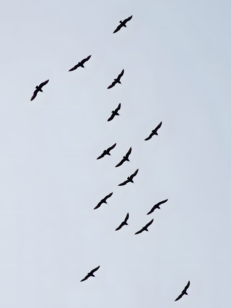 Soaring Freedom – A Graceful Flight Through the Sky