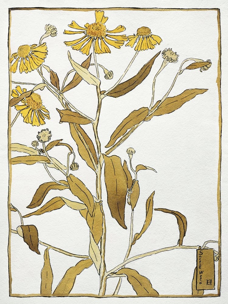 Sneeze Weed (1915), Hannah Borger Overbeck