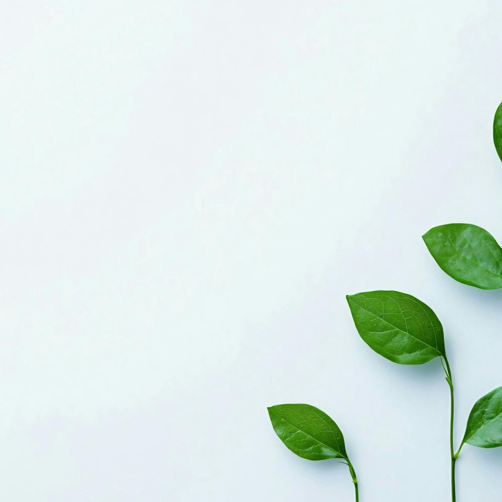 Green Leaves On White Background