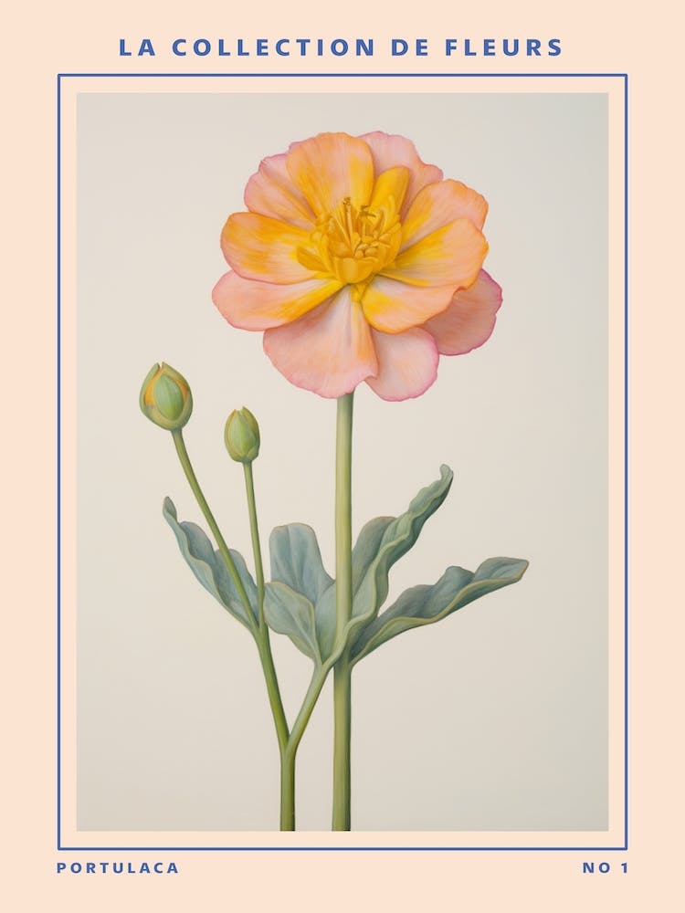 Portulaca Französisches Blumen Botanik-Poster