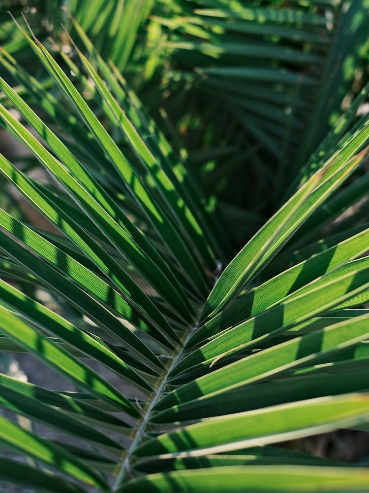 Palm leaves close up // Ibiza Nature & Travel Photography