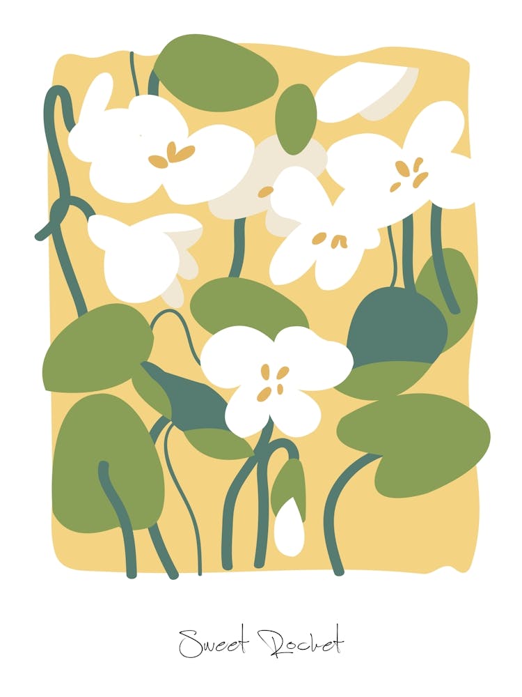 Sweet Rocket Floral