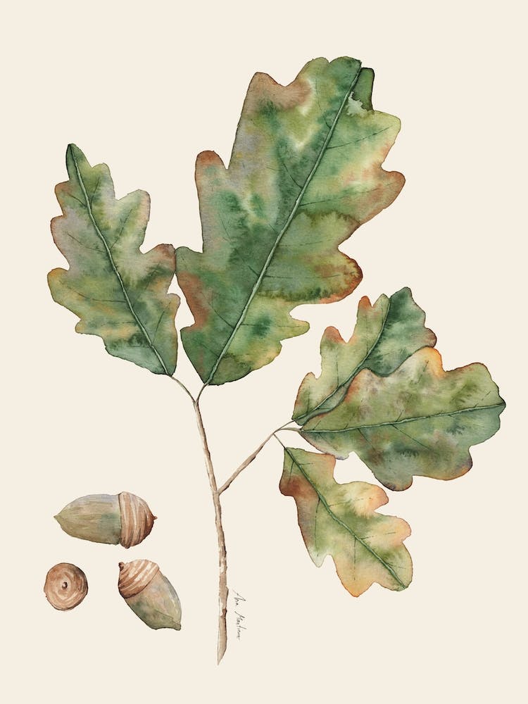 Oak Leaves