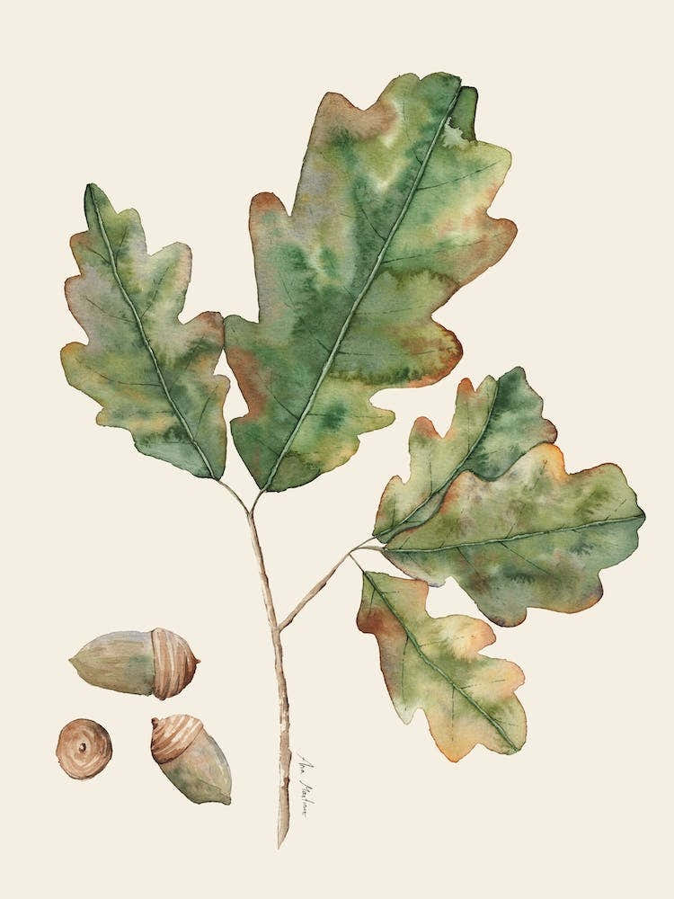 Oak Leaves