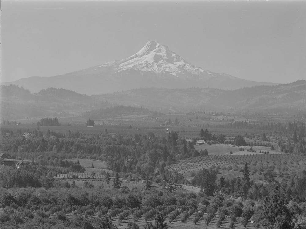 Orchards In Hood River Valley,Mount Hood In Background