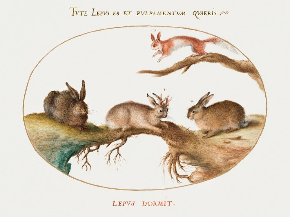 A Hare, Jackalope, A Rabbit, And A Spotted Squirrel (1575–1580), Joris Hoefnagel