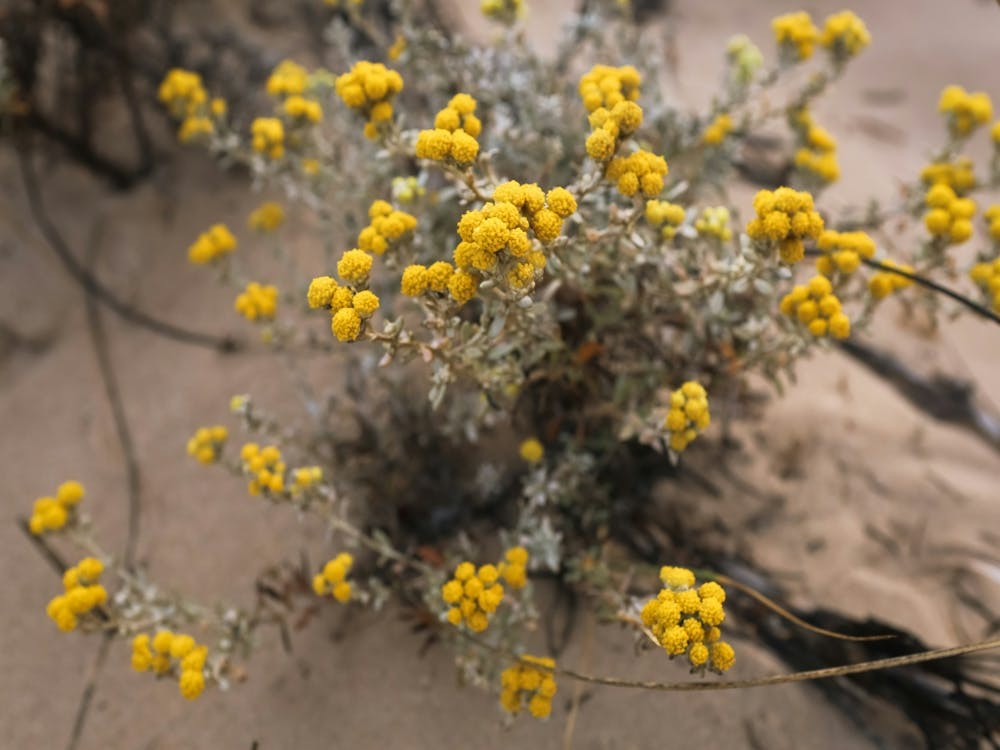 Yellow Everlasting Flowers In The Sand