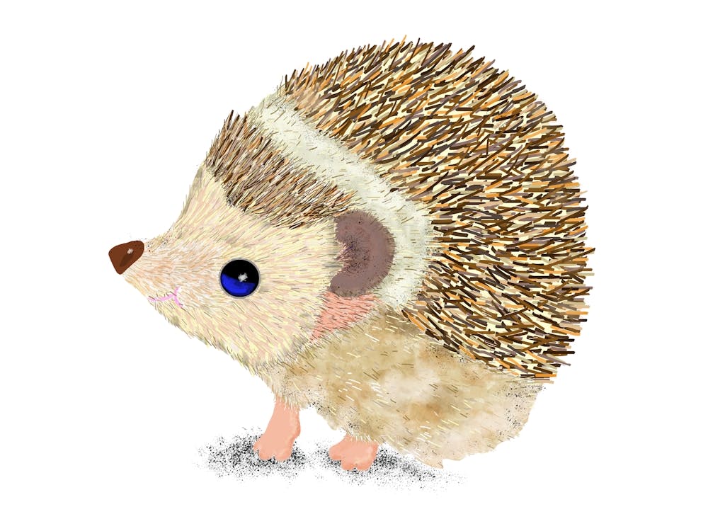 Hedgehog