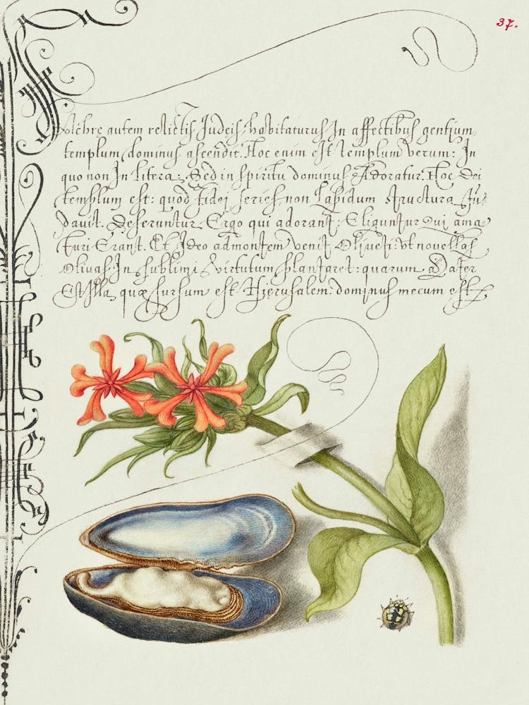 Maltese Cross, Mussel, And Ladybird From Mira Calligraphiae Monumenta, Joris Hoefnagel