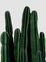 Plant Art Prints