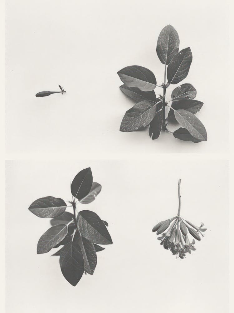 Honeysuckle Flower Photo Collage 1