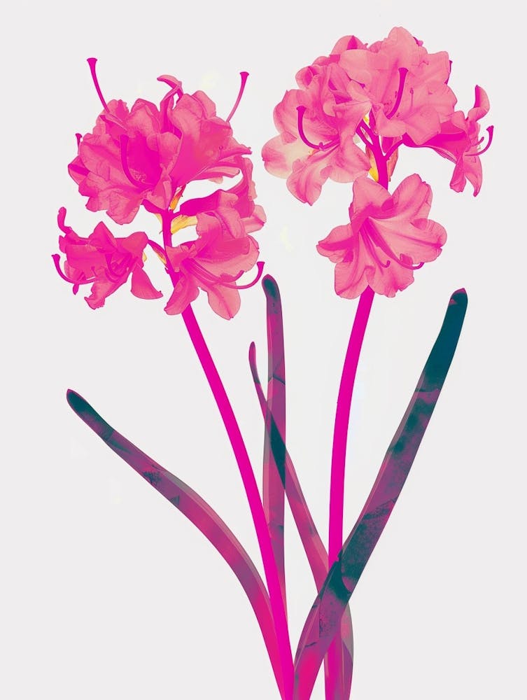 Hot Pink Hyacinth 1