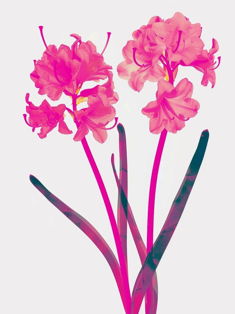 Hot Pink Hyacinth 1