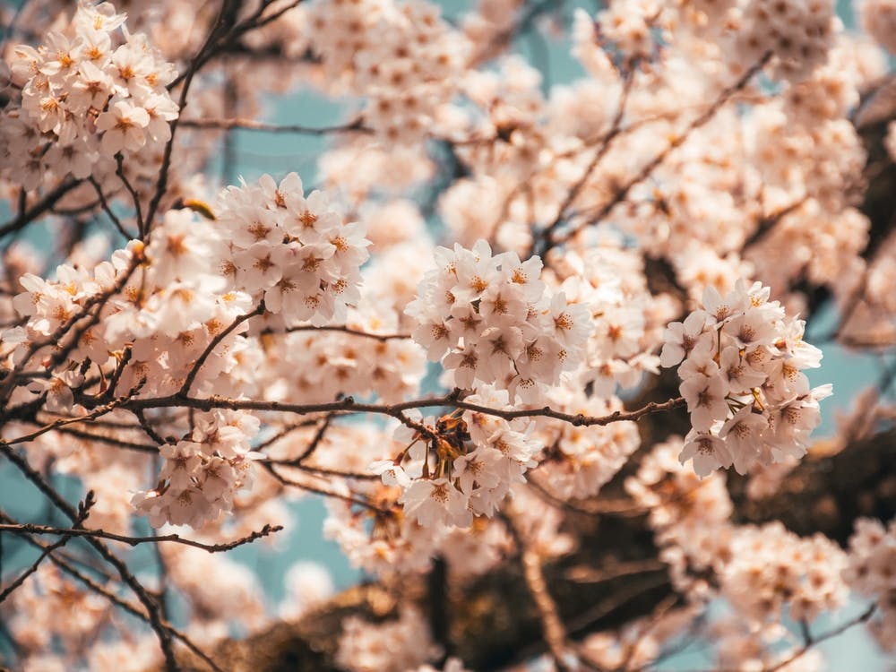 Sakura Dans Mon Esprit