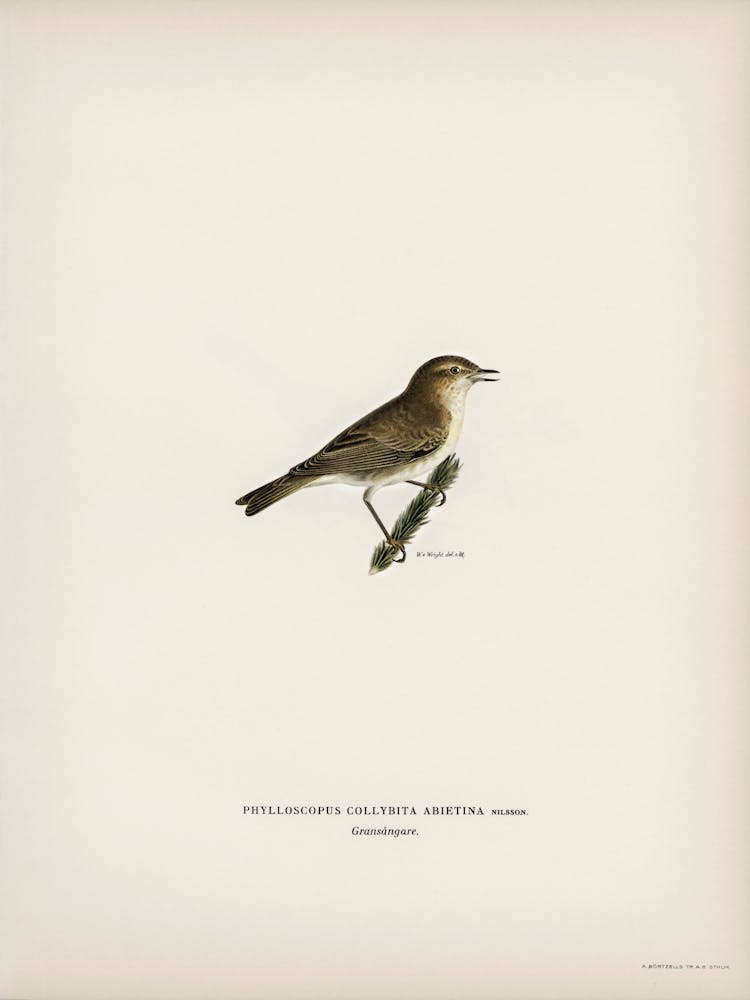 Common Chiffchaff, The Von Wright Brothers