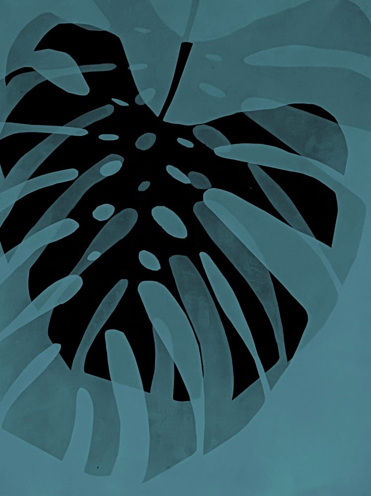 Teal black monstera leaf