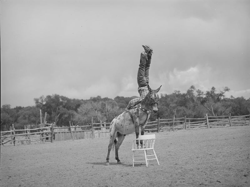 Clown Rider At Rodeo At Quemado, New Mexico By Russell Lee