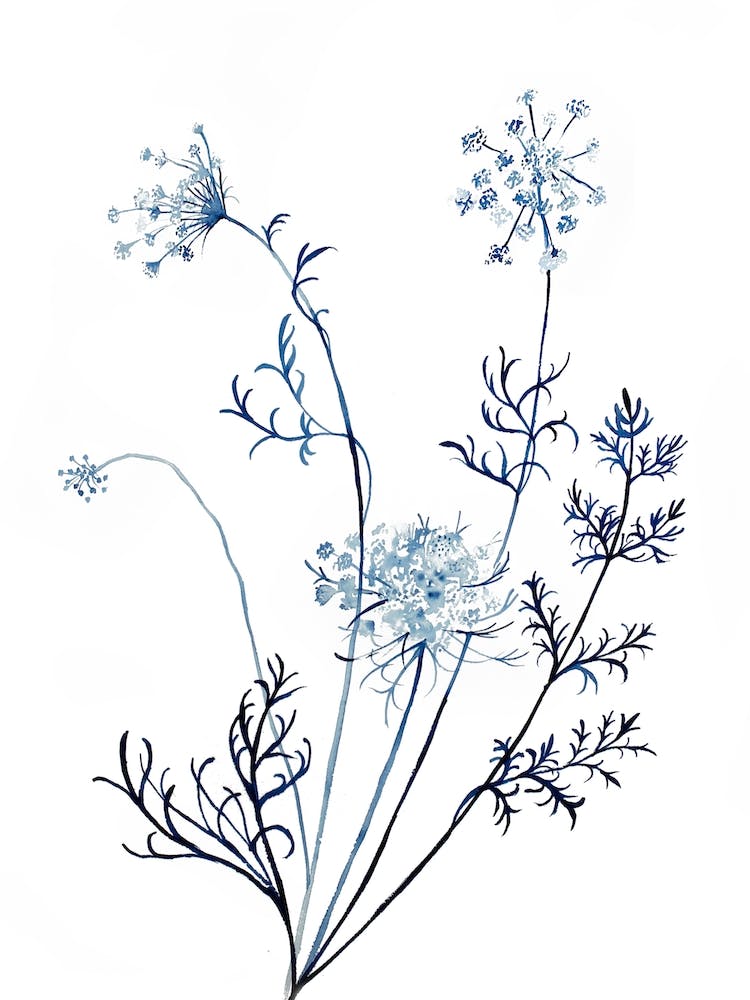 Queen Anne's Lace 12