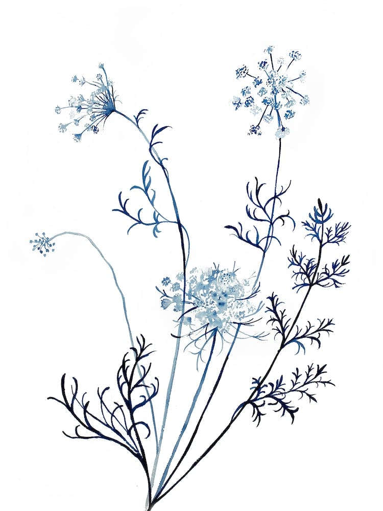 Queen Anne's Lace 12