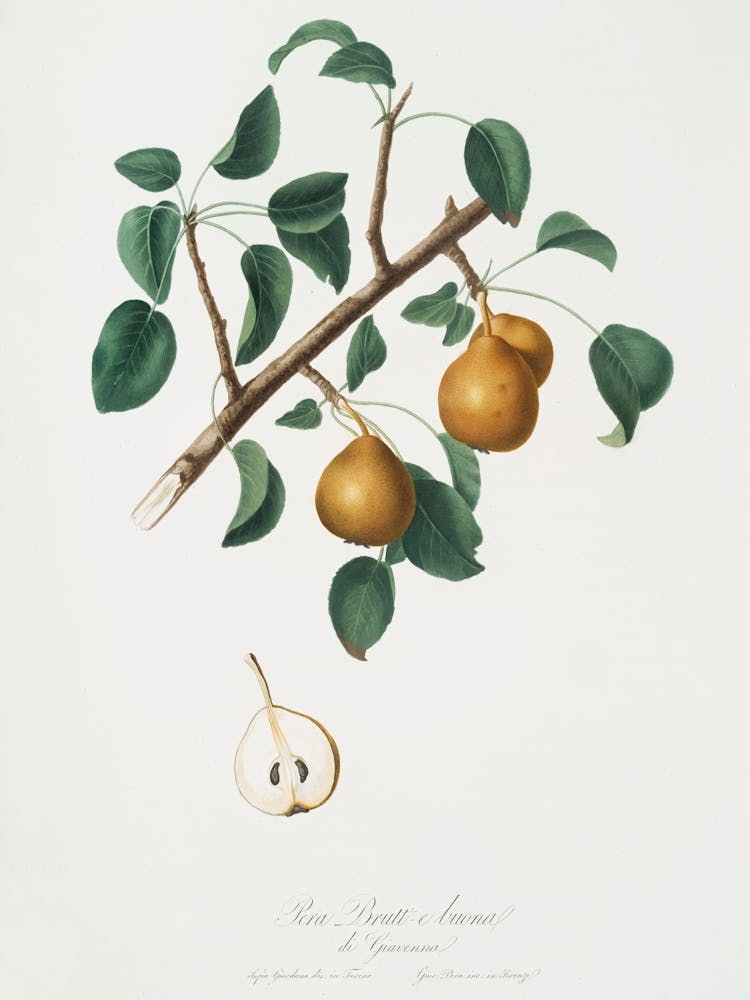 Seckel Pear (Pyrus × Serrulata) From Pomona Italiana (1817 1839), Giorgio Gallesio