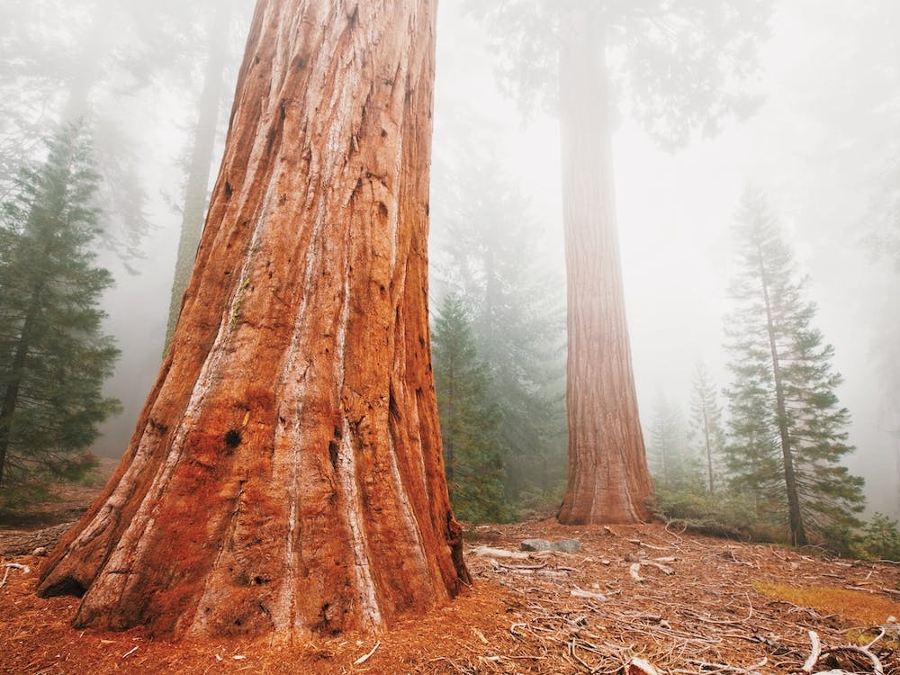 Nebliger Redwood-Wald