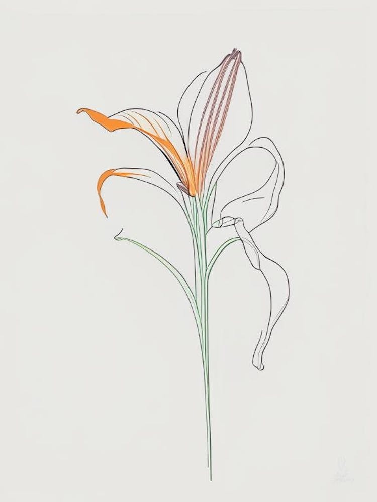 Lily Floral Minimal Line Drawing 1 Flower