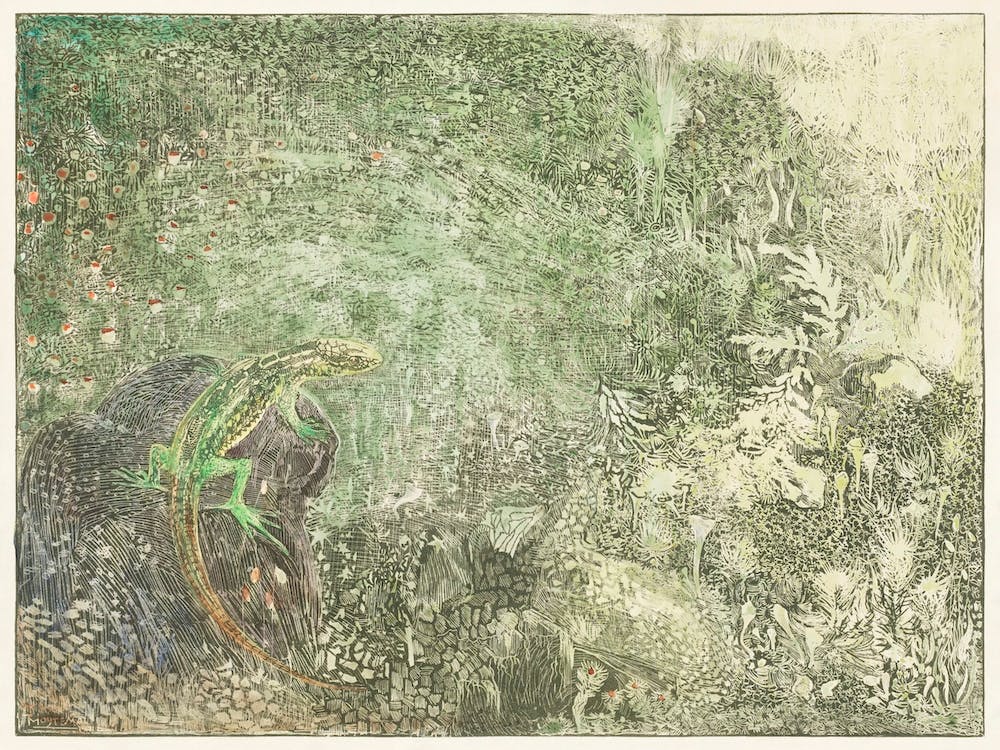 Lizard On A Stone (1878–1917), Theo Van Hoytema