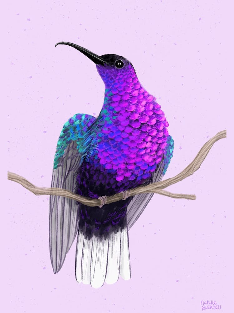 Violet Sabrewing