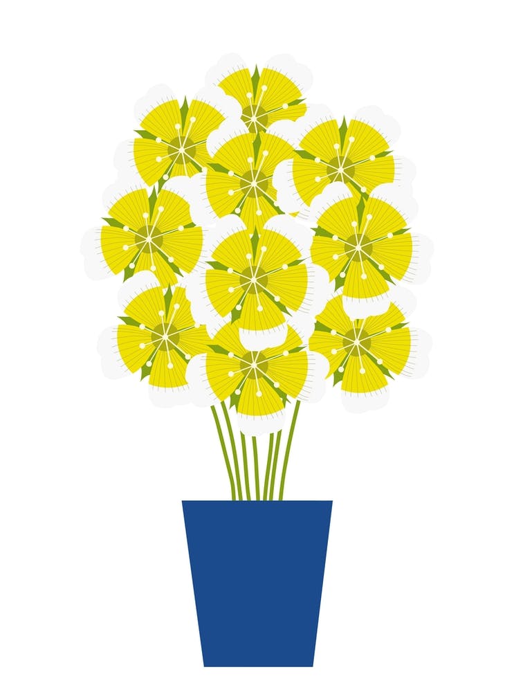 Meadowfoam Flowers in Vase