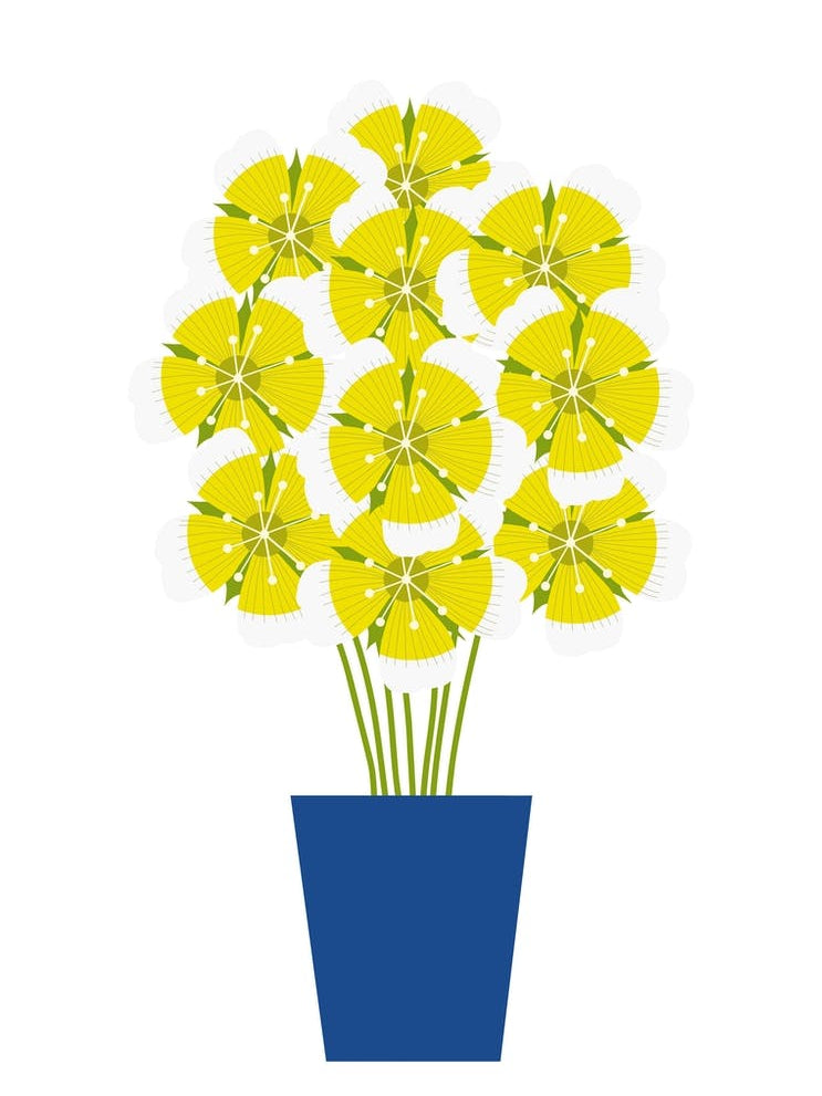 Meadowfoam Flowers in Vase