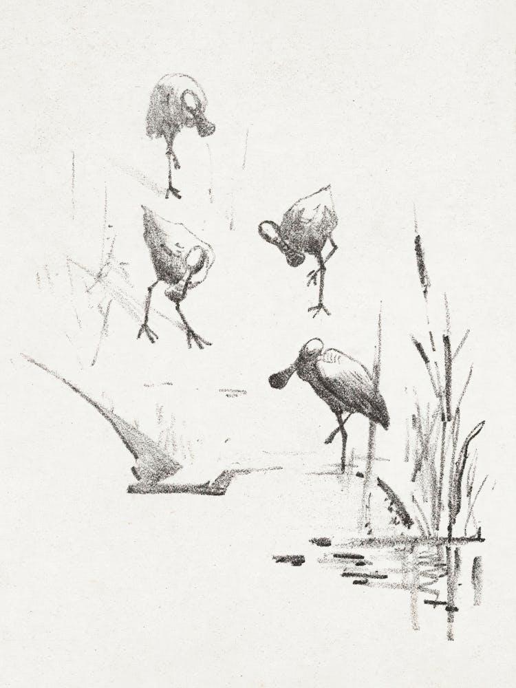 Greeting Card With Four Spoonbills (1878–1917), Theo Van Hoytema
