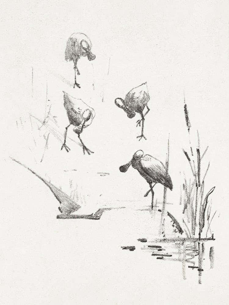 Greeting Card With Four Spoonbills (1878–1917), Theo Van Hoytema