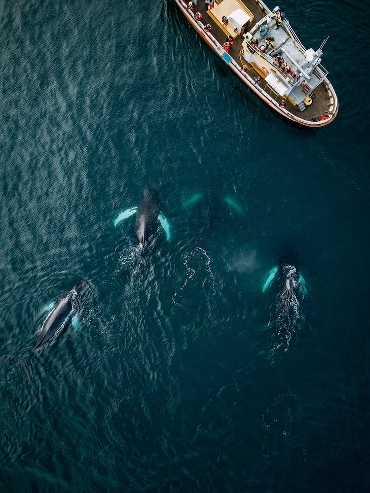 Whales From Above