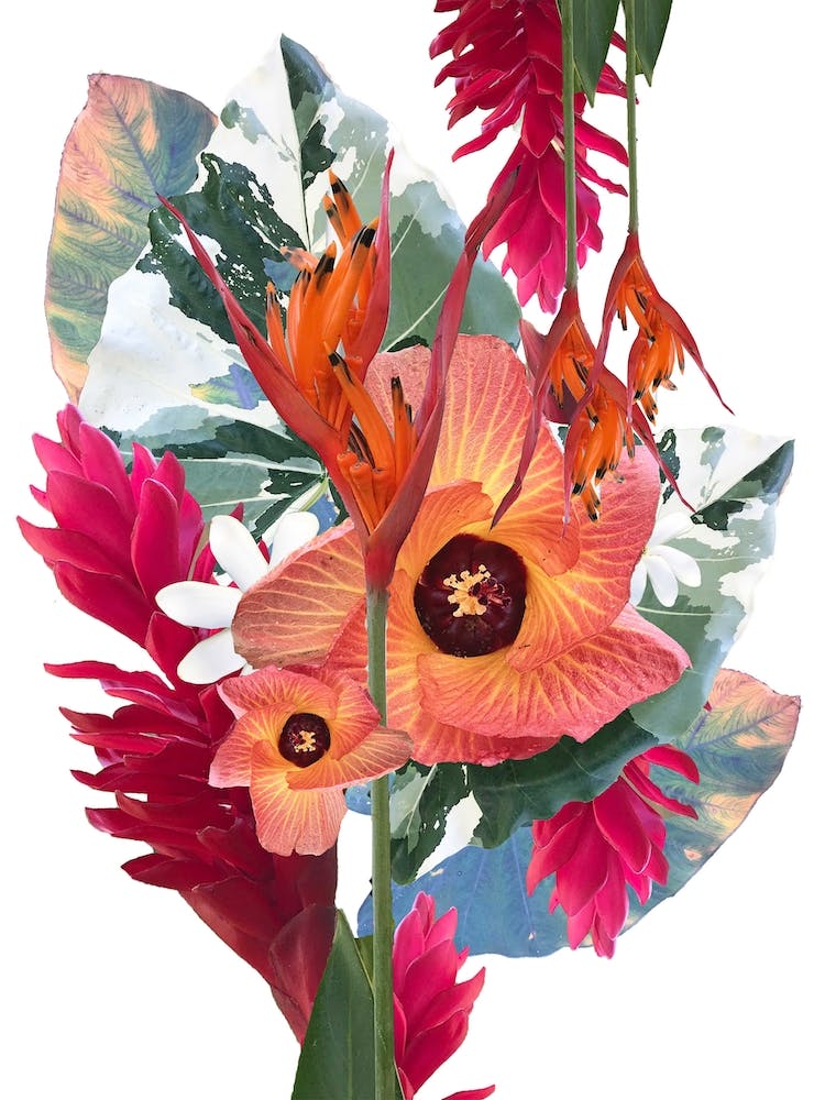Hawaii Plant Life