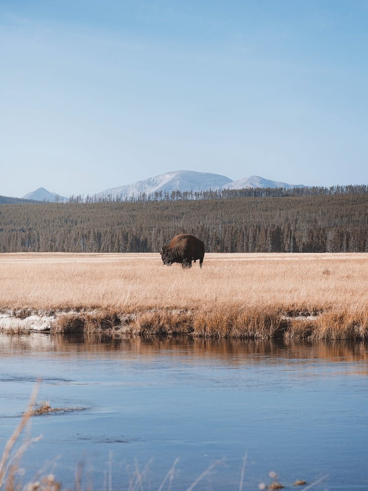 Icy Winter River Bison