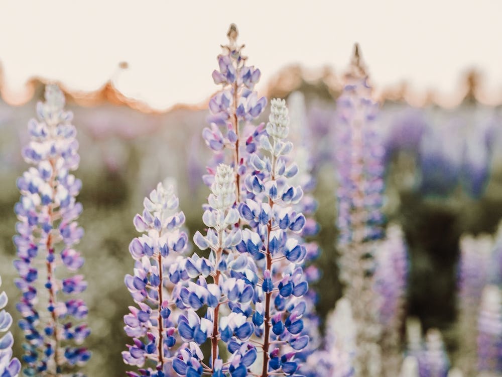 Mountain Lupine Flowers