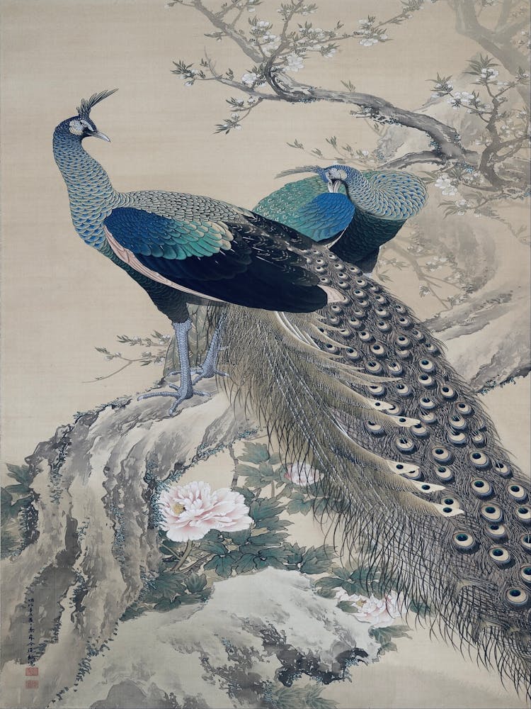 Chinese Peacocks 1