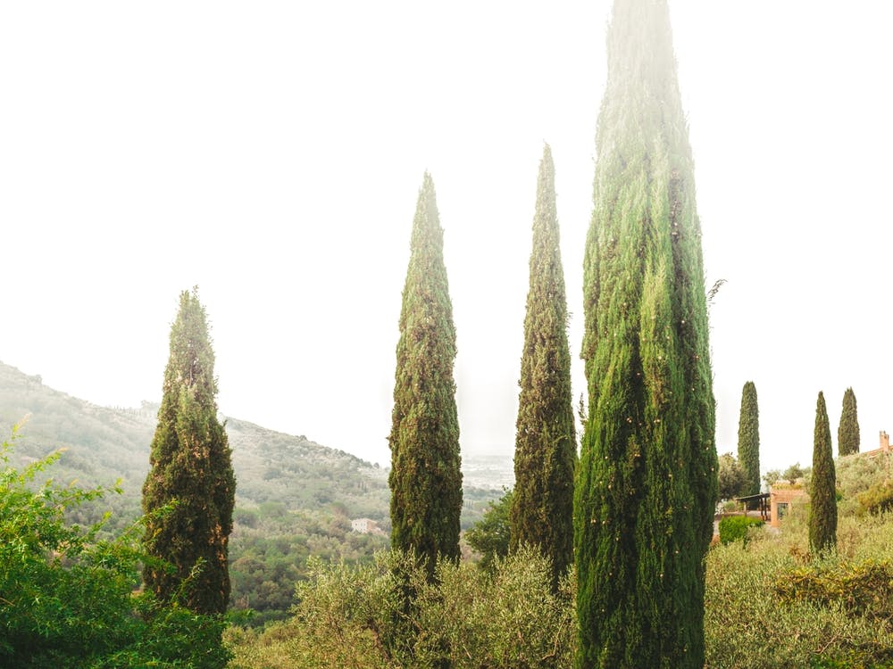 Cypress Trees In Tuscany