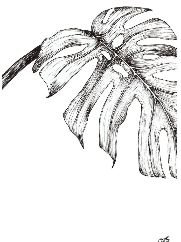 Black and White Monsteria Leaf Right