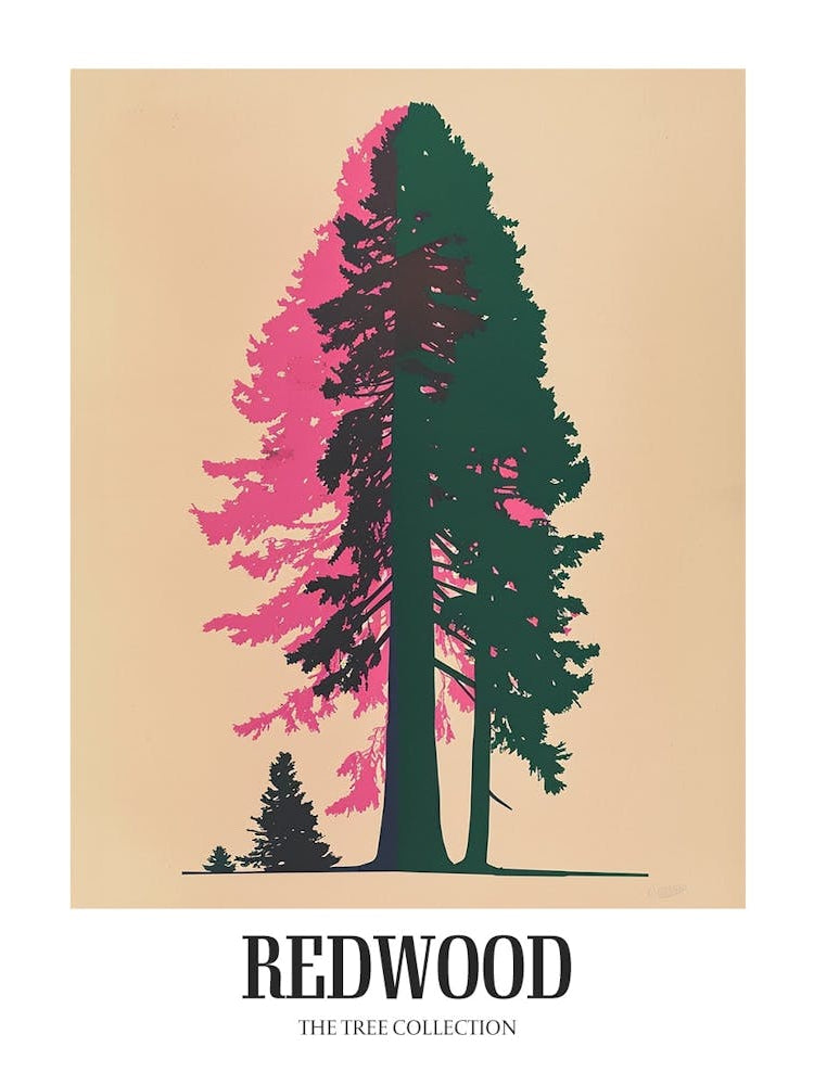 Redwood Tree Colourful Illustration 4 Poster