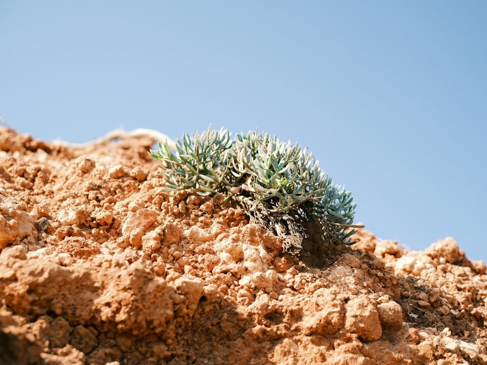 Succulent // Ibiza Nature Photography