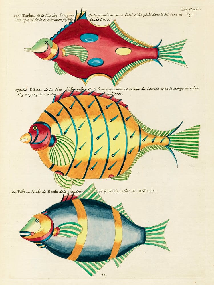 Colourful And Surreal Illustrations Of Fishes Found In Moluccas (Indonesia) And The East Indies, Louis Renard(3)