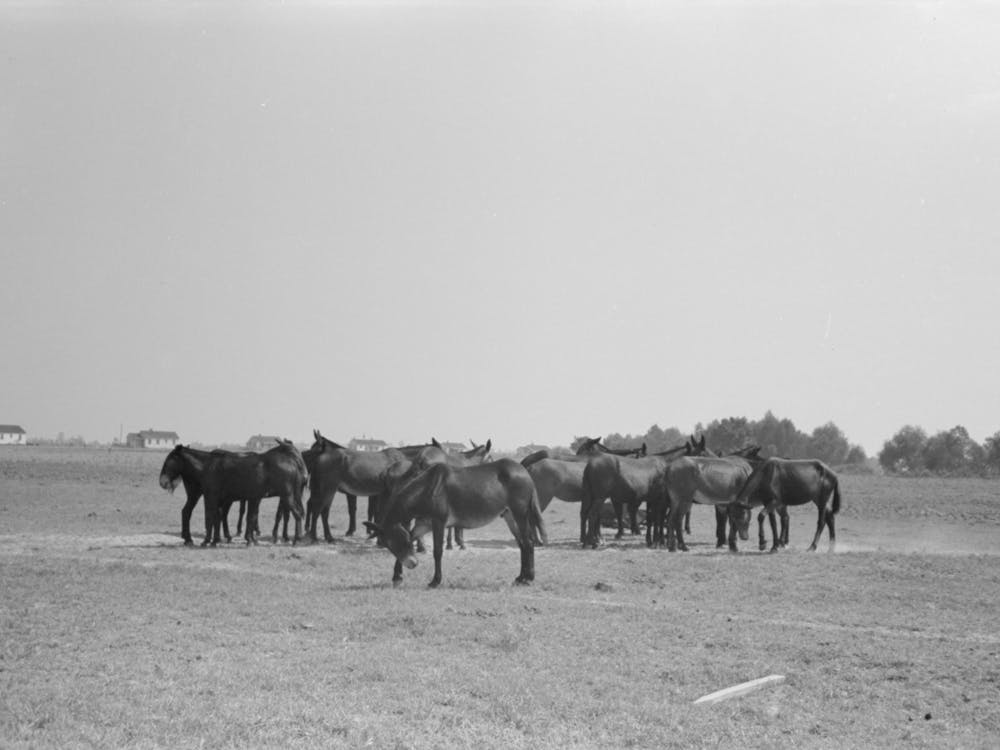 Untitled Photo, Possibly Related To Mules, Lake Dick Cooperative Association, Lake Dick, Arkansas By