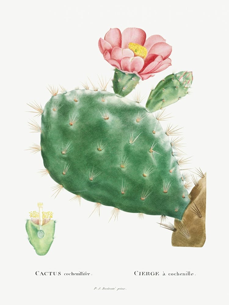 Cactus Cochenillifer, Pierre Joseph Redoute